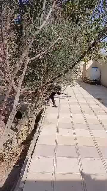 سگ خراسانی سرابی عراقی|سگ|محمدشهر, محمدشهر|دیوار