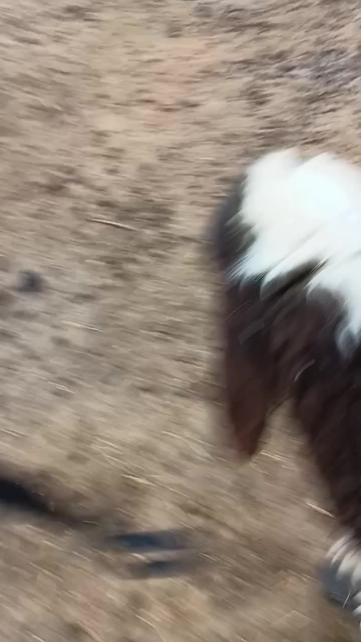 بره‌.میش.بز.بیگ|حیوانات مزرعه|دزفول, |دیوار