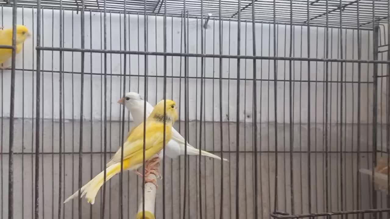 تعدادی قناری|پرنده|لنگرود, |دیوار