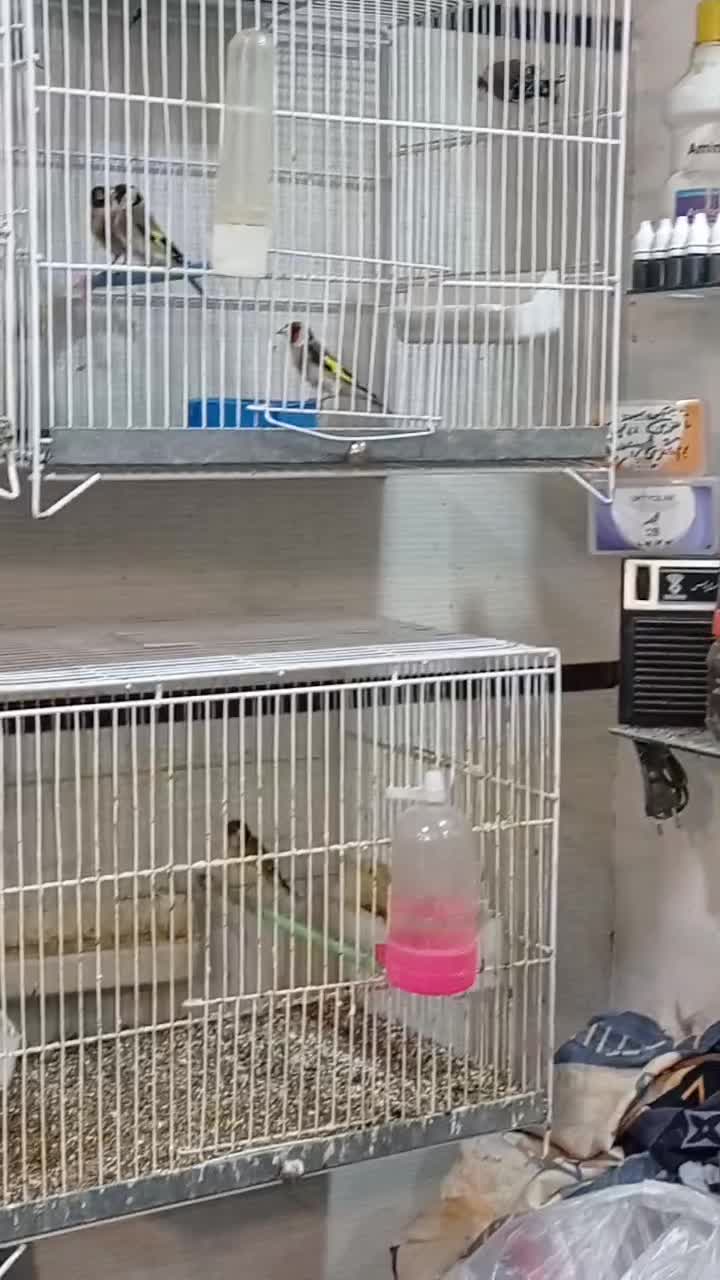 سهره قناری|پرنده|ایلام, |دیوار