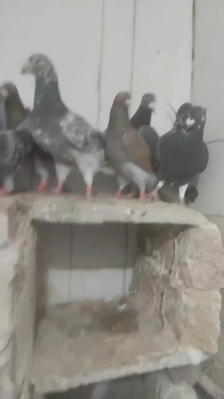 آلمانی|پرنده|تربت‌حیدریه, دیزقند|دیوار