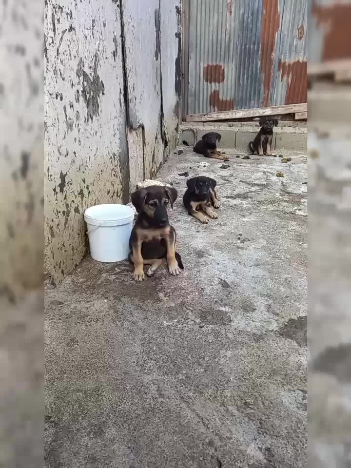 ژرمن کار یه توله نر مونده ۲میلیون زیرقیمت فوری|سگ|آمل, |دیوار