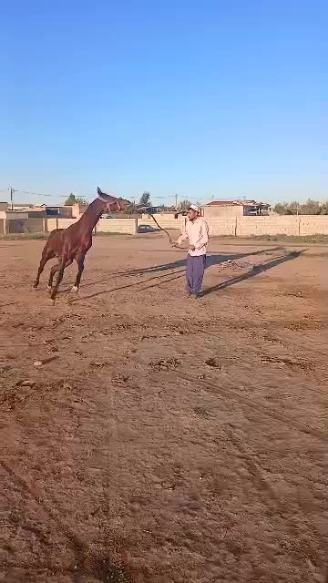 اسب ترکمن|اسب و تجهیزات اسبسواری|گنبد کاووس, |دیوار