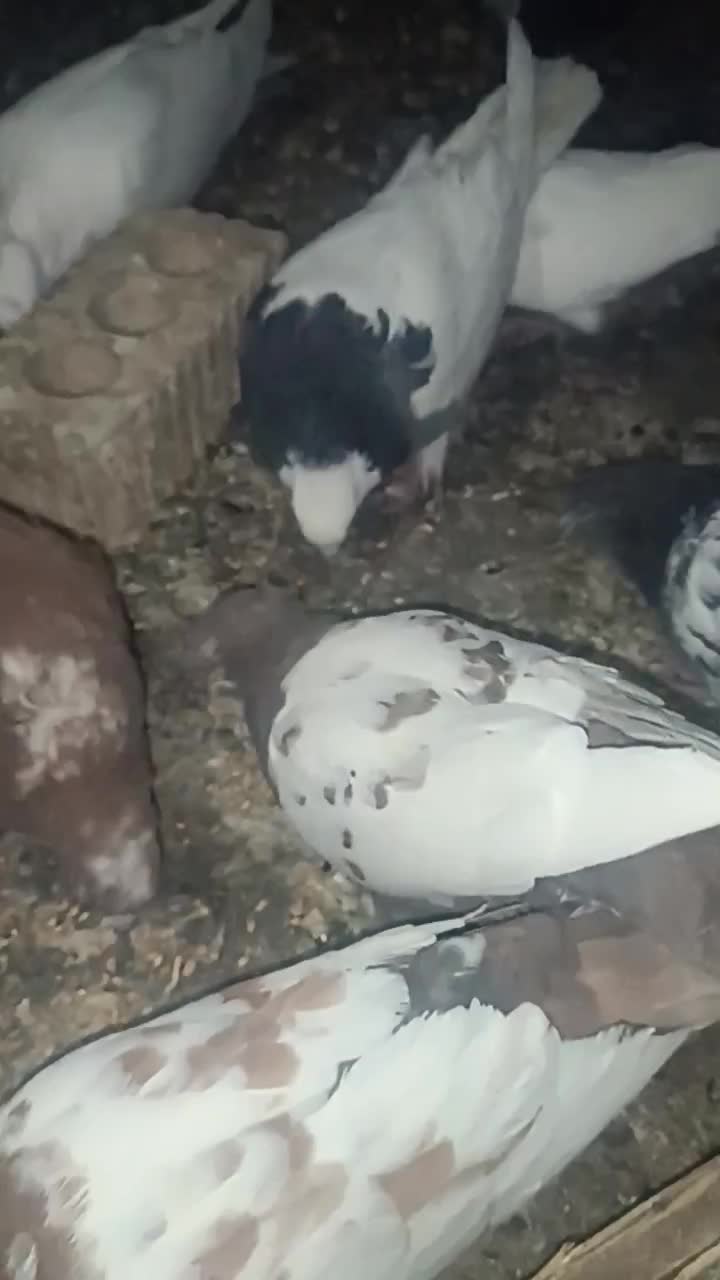 کبوتر کله سیاه|پرنده|اقلید, |دیوار