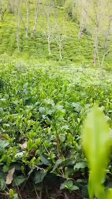 4هکتار زمین،باغ چای لوکیشن توریستی بام سبز لیلاکوه|فروش زمین و ملک کلنگی|لنگرود, |دیوار