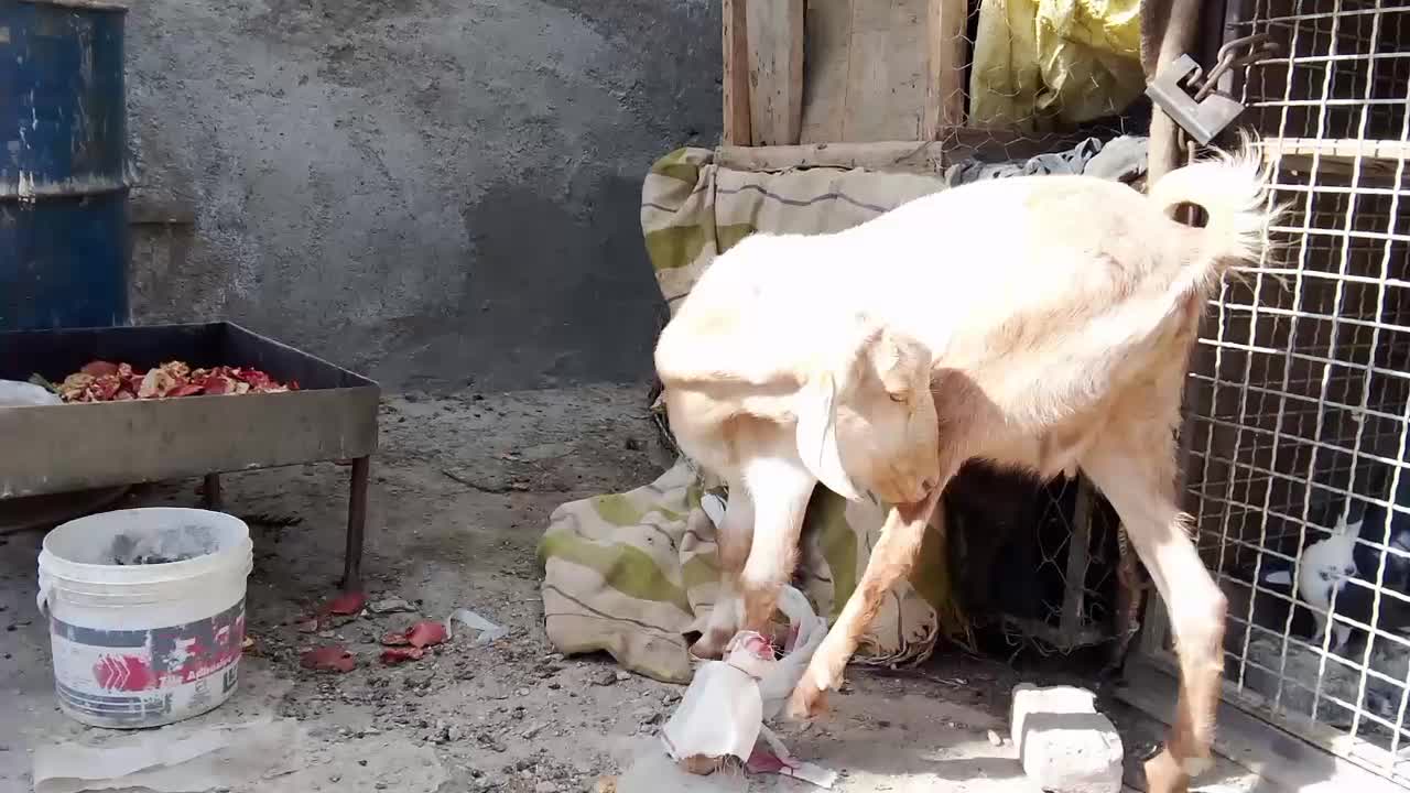 بزچینی معاوضه با گاری|حیوانات مزرعه|زاهدان, |دیوار