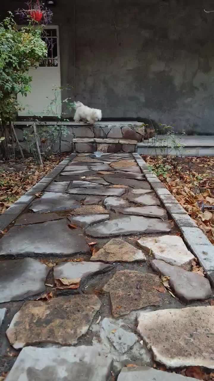 سگ پاکوتاه شیدزو نر|سگ|مشهد, امیریه|دیوار