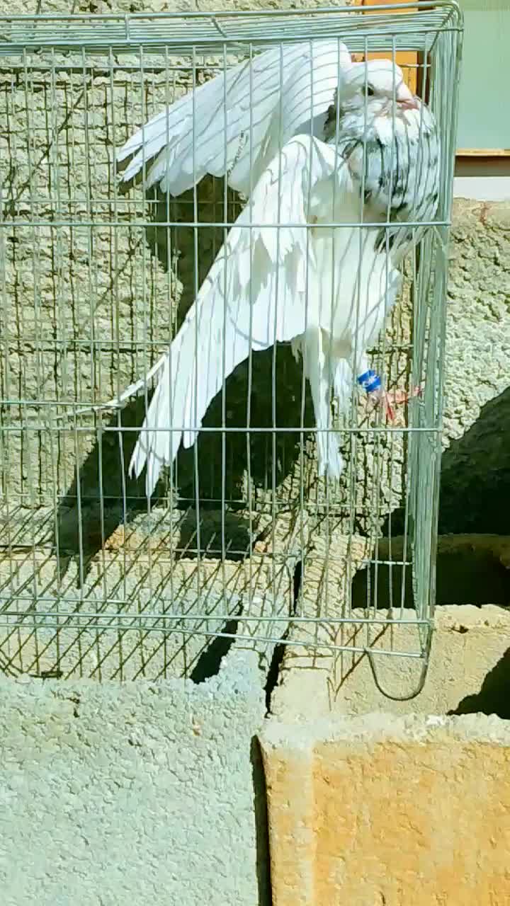 کبوتر طوقی الماسی|پرنده|یاسوج, |دیوار