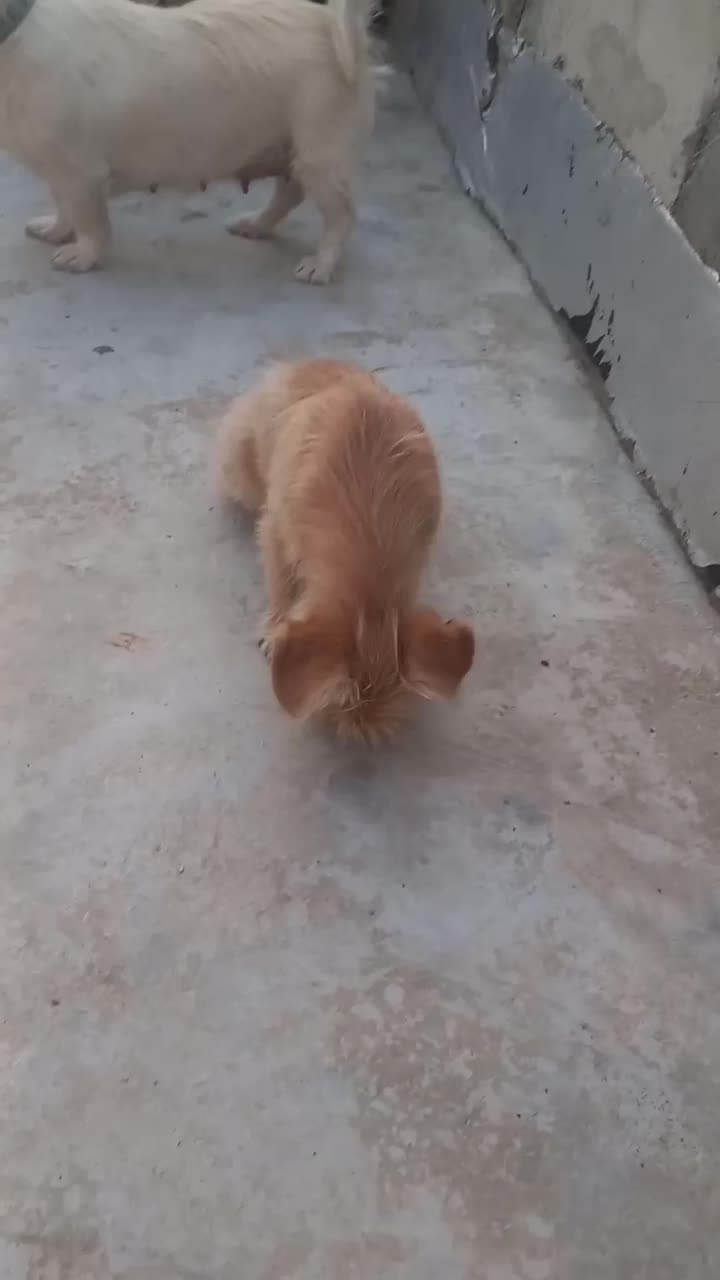 پاکوتاه اشپیتز دوماهه|سگ|گرگان, |دیوار