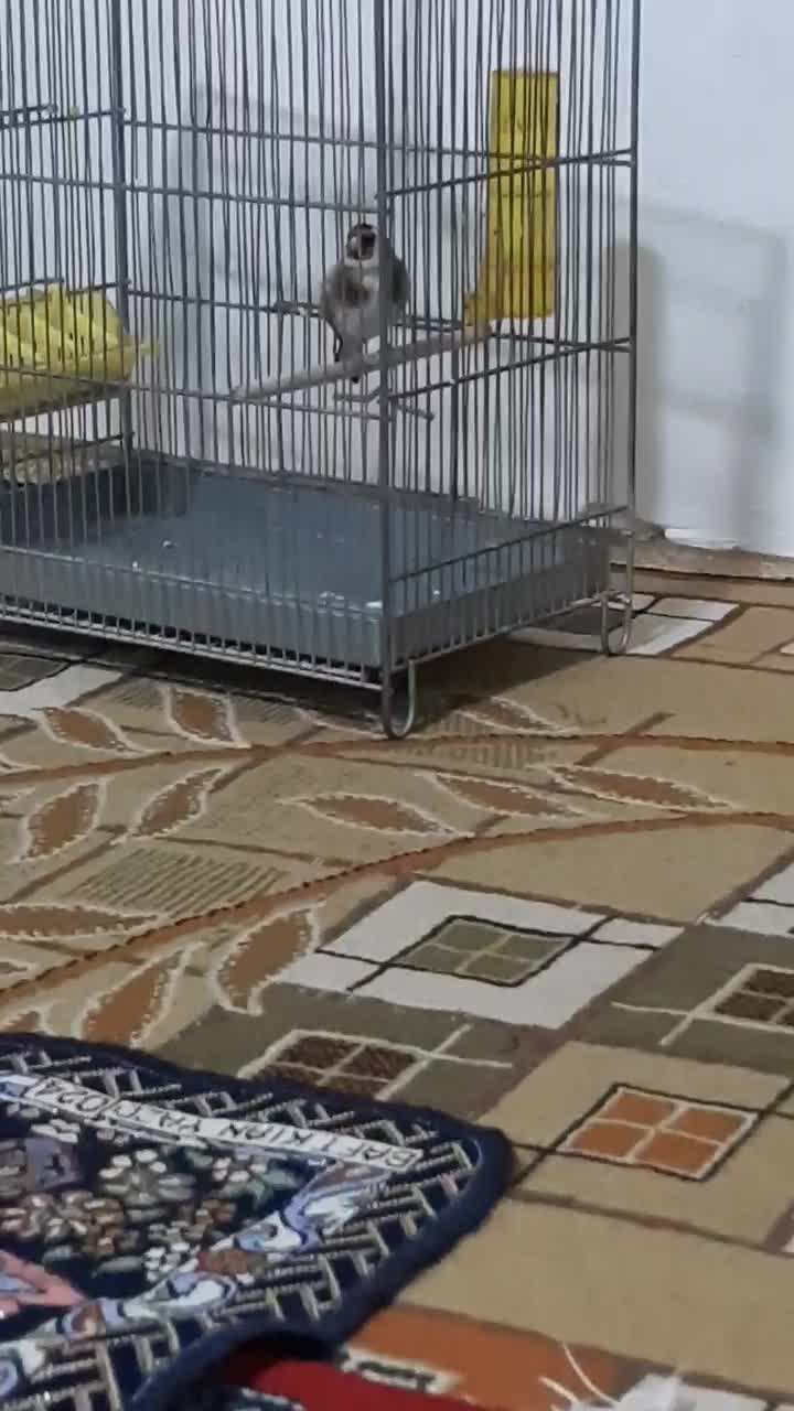 سهره دوساله پامست.انگشتر.قناری.گرینجک.عروس هلندی|پرنده|کرمانشاه, |دیوار