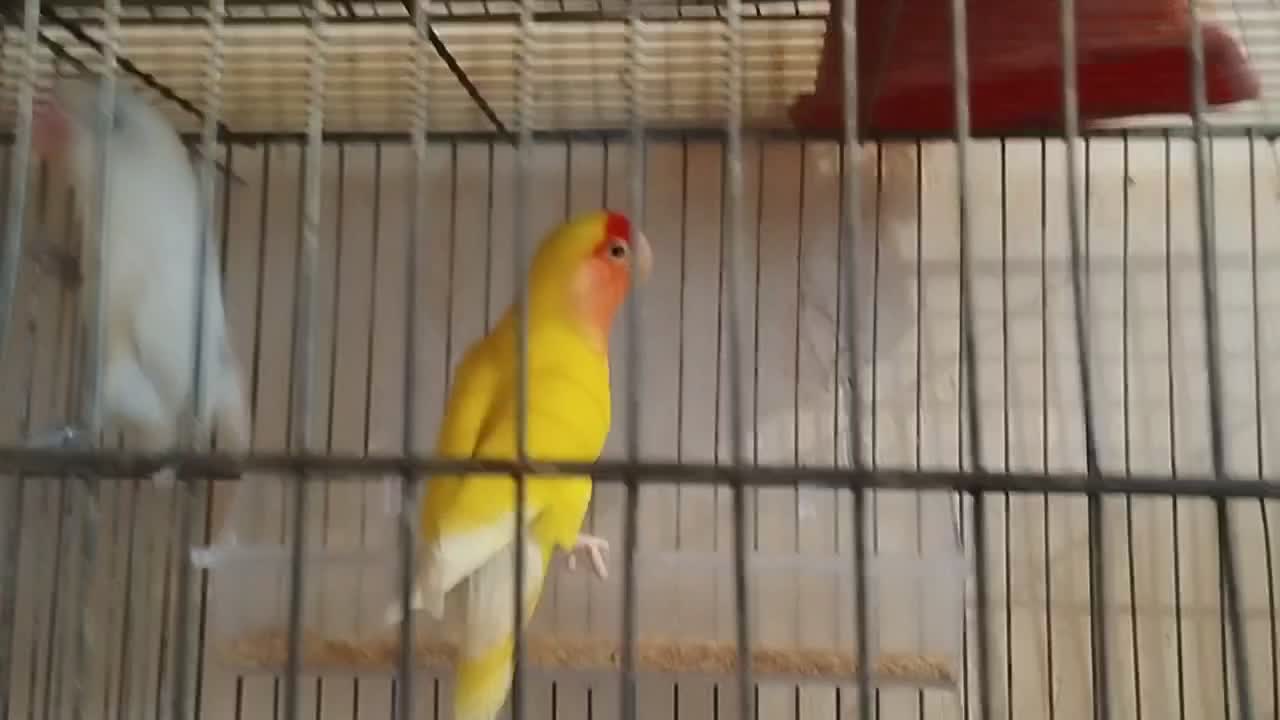 ۱ جفت کوتوله برزیلی|پرنده|آذرشهر, |دیوار