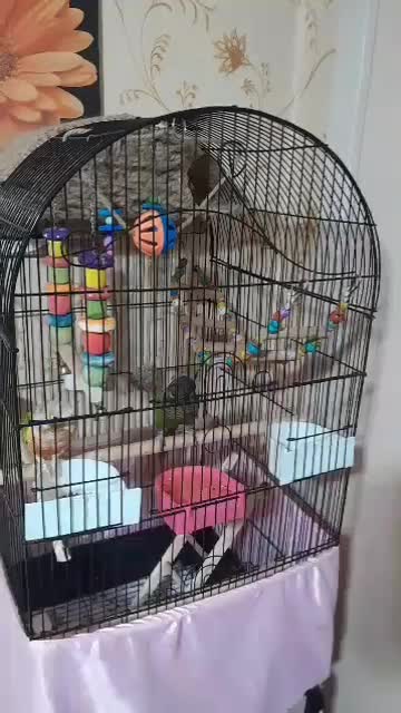 طوطی گرینچیک|پرنده|تهران, شهرک صدرا|دیوار