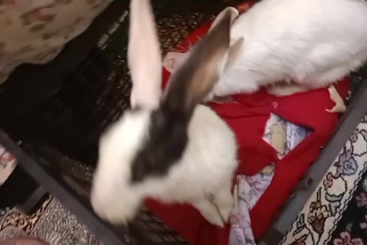 سلام دو خرگوش زرنگ و سالم دانه ۱۰۰ جفت ۲۰۰|موش و خرگوش|ملک‌آباد, |دیوار