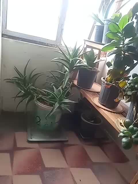 گل وگیاه|گل و گیاه طبیعی|تربت جام, میان جام|دیوار