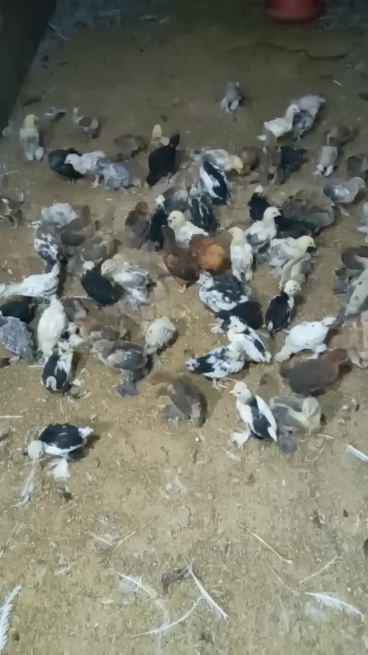 جوجه برهما امپراطور|حیوانات مزرعه|مشگین شهر, |دیوار