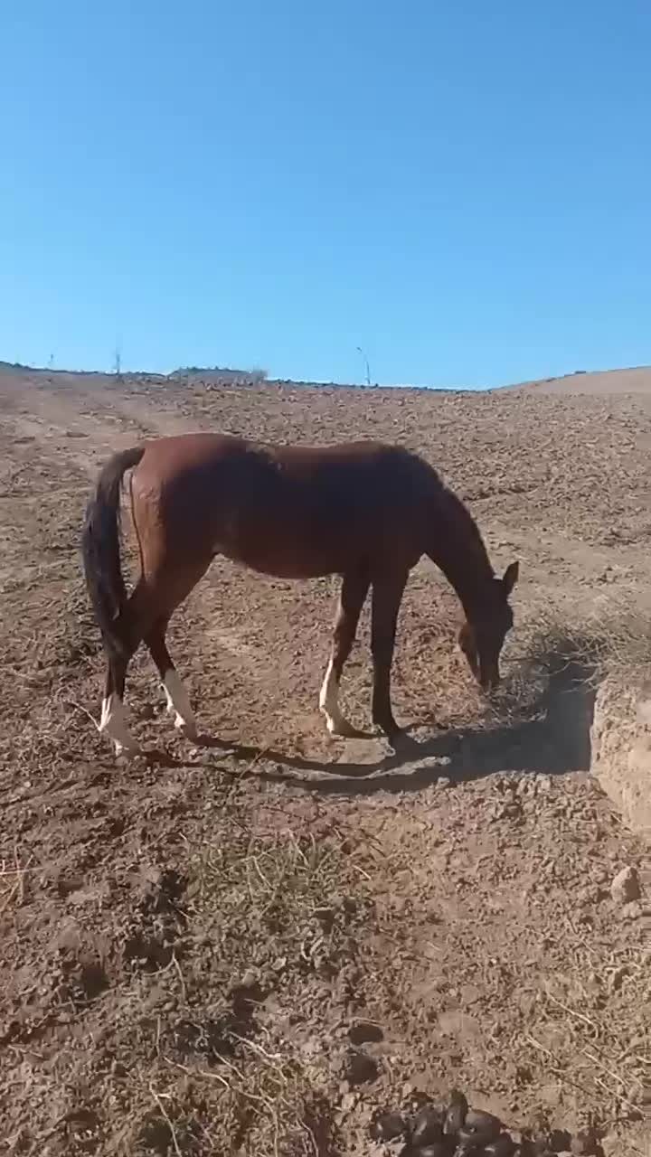 اسب ترکمن|اسب و تجهیزات اسبسواری|گلی داغ, |دیوار