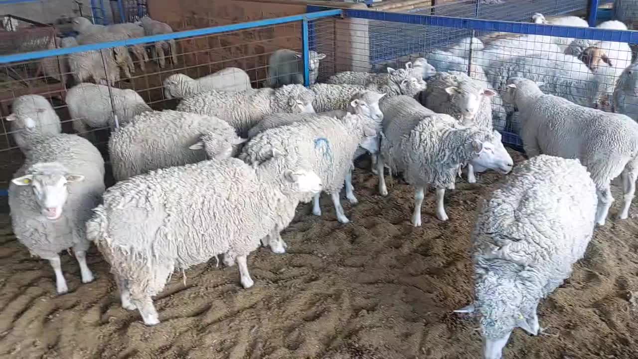 فروش گوسفند|حیوانات مزرعه|درب بهشت, |دیوار