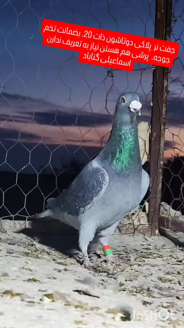 دو عدد نر کفتر نامبروان|پرنده|گناباد, |دیوار