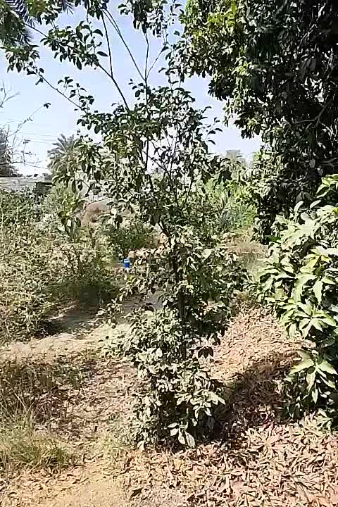 فروش زمین باغی۴۰۰ مترروستایی شهوار|فروش زمین و ملک کلنگی|میناب, |دیوار