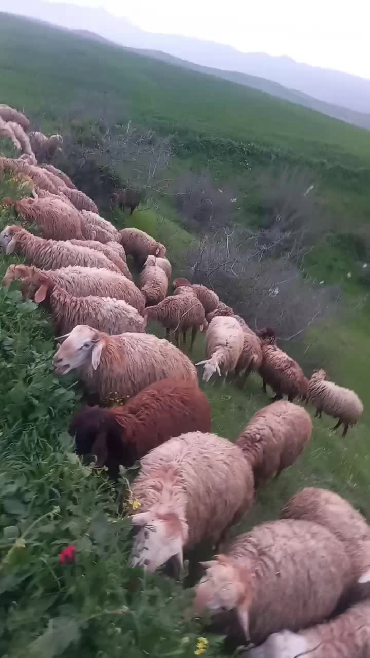 بره نر|حیوانات مزرعه|انگوت, |دیوار