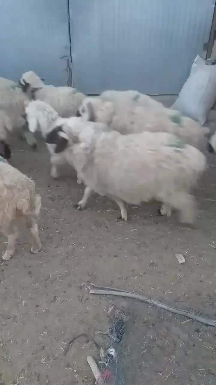 بره نر و ماده|حیوانات مزرعه|بافت, |دیوار