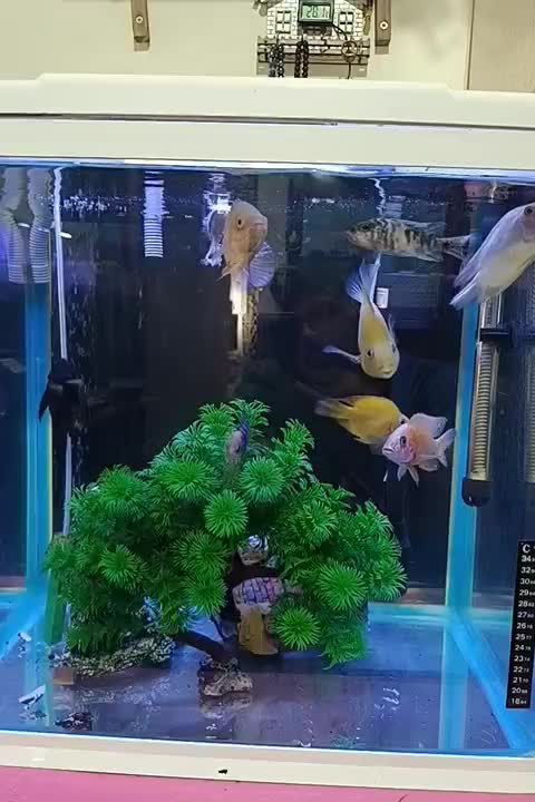 آکواریوم آکوا همراه با ماهی|ماهی|تنکابن, |دیوار