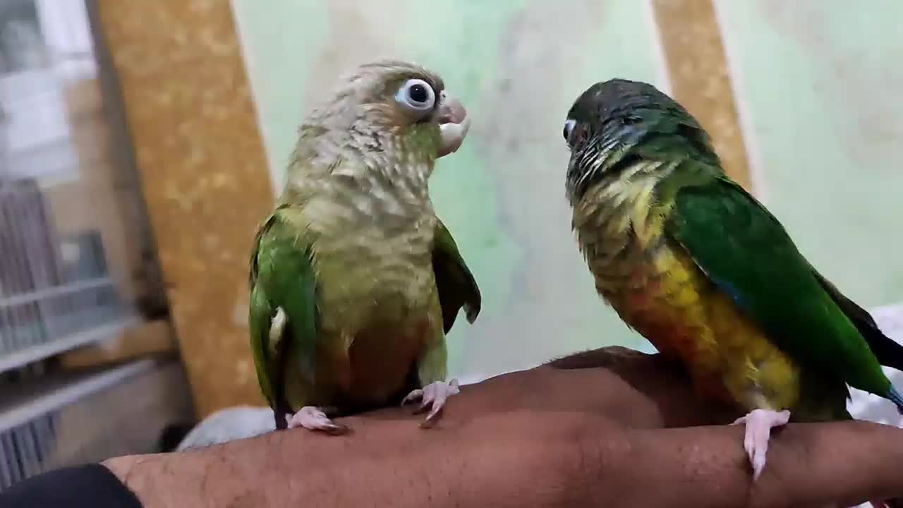 گرینچک|پرنده|سراوان, |دیوار