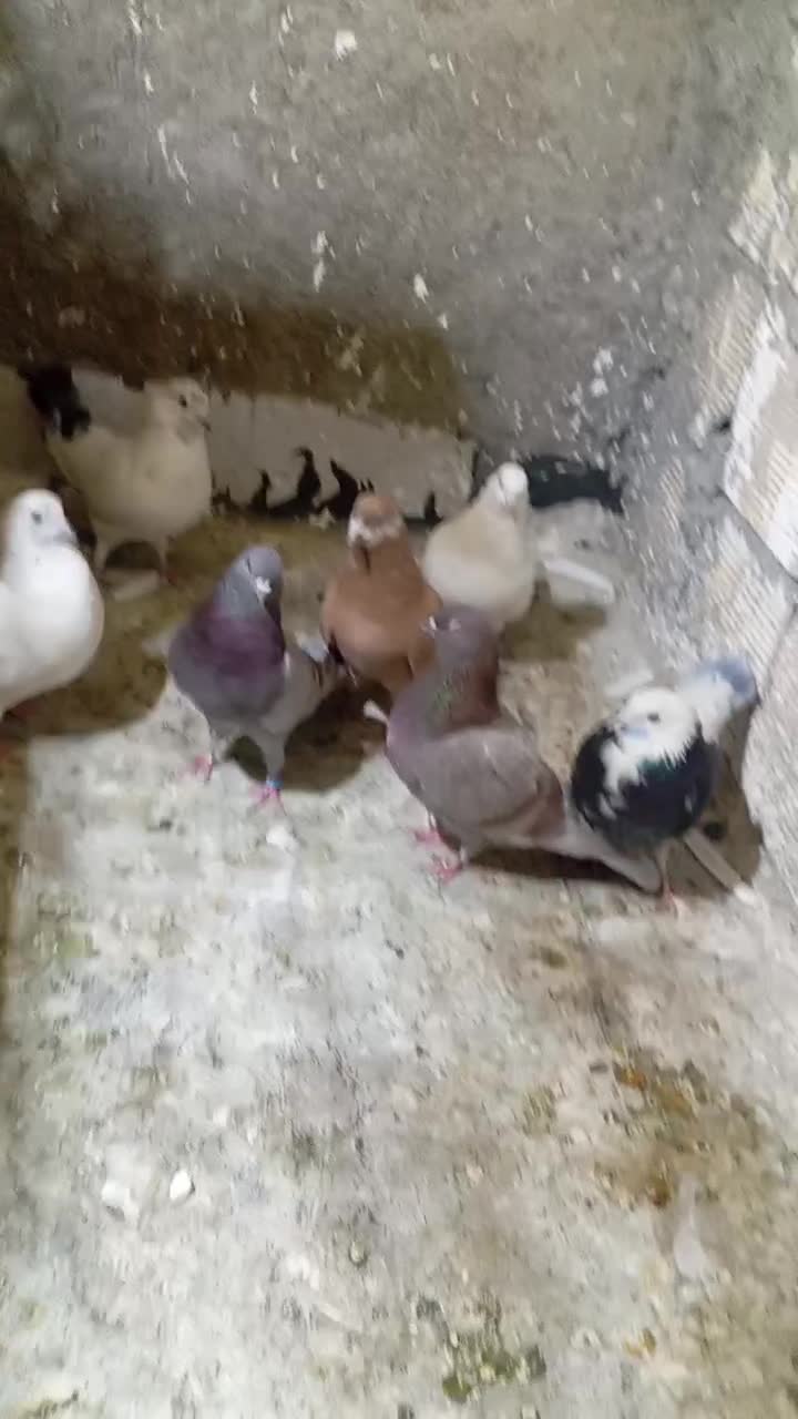 9تاکبوتر خوب|پرنده|رباط‌کریم, رباط‌کریم|دیوار