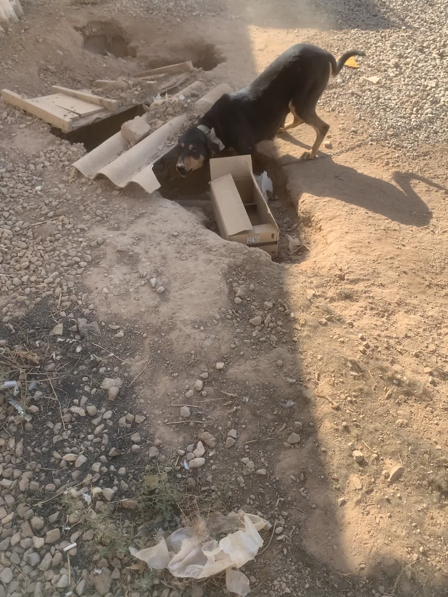 سگ دوبرمن|سگ|مهدی شهر, |دیوار