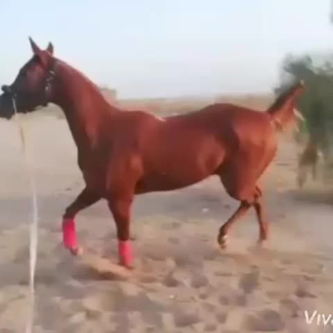 اسب عرب کورسی گروه یک|اسب و تجهیزات اسبسواری|میبد, |دیوار