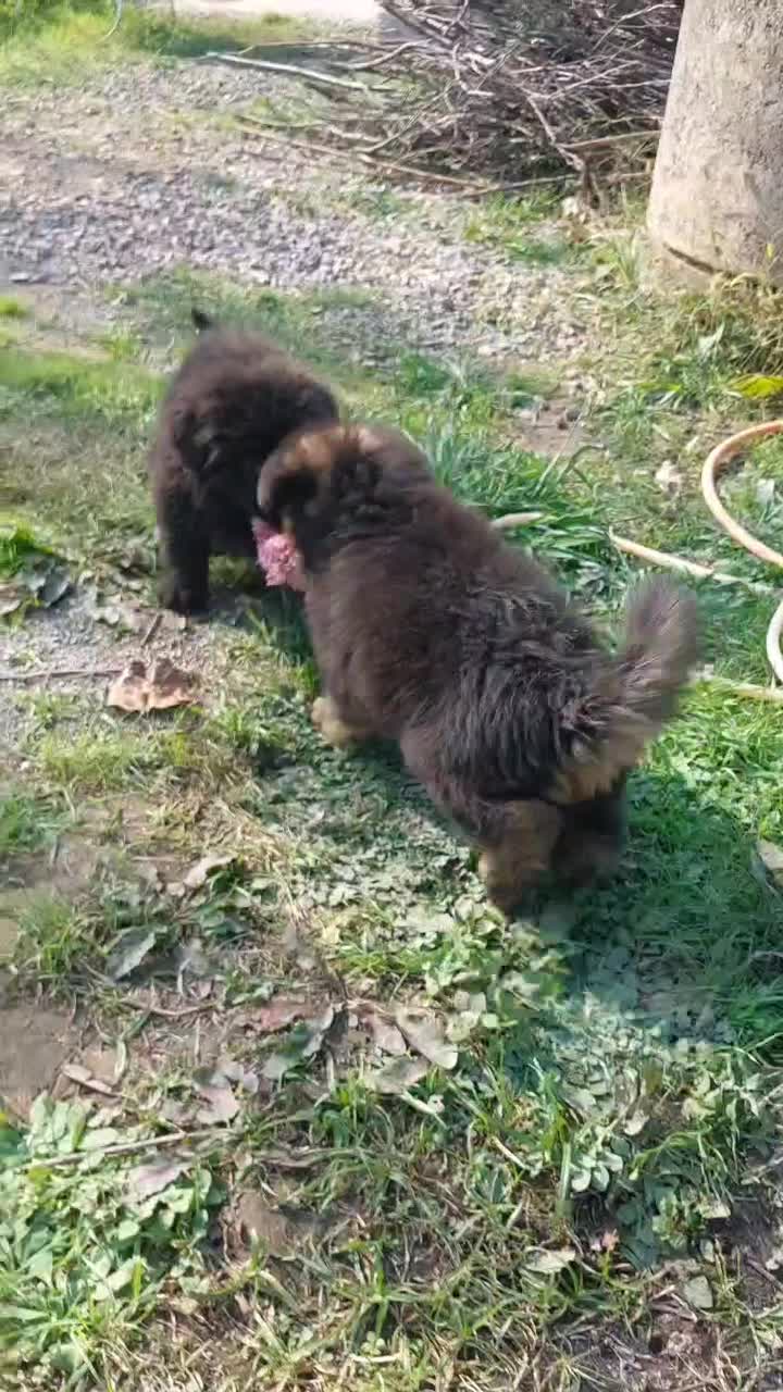 ژرمن شولاین|سگ|لاهیجان, شهرک فرهنگیان|دیوار