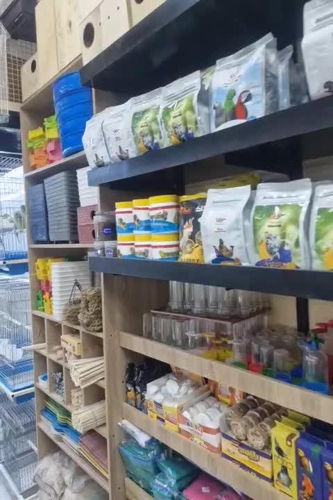 جوجه گرینچیک|پرنده|قشم, |دیوار