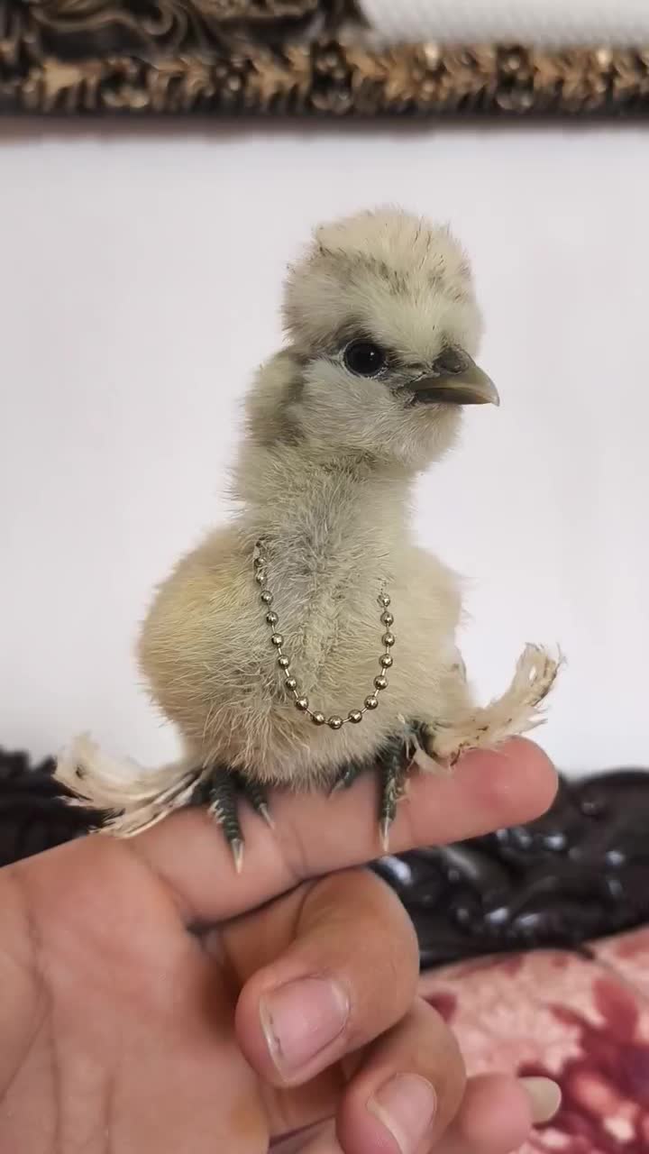 جوجه و تخم نطفه دار ، نژاد سلطان اصلیل ( وارداتی )|حیوانات مزرعه|رشت, جانبازان|دیوار