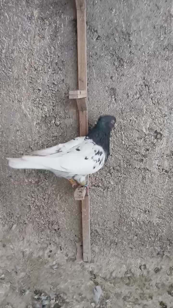 کله سینه|پرنده|مشهد, خرمشهر|دیوار