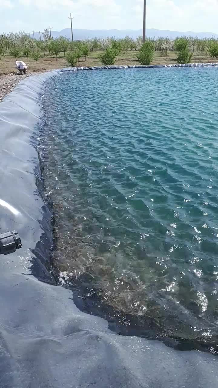 ماهی آموروکپور|ماهی|زنجان, |دیوار