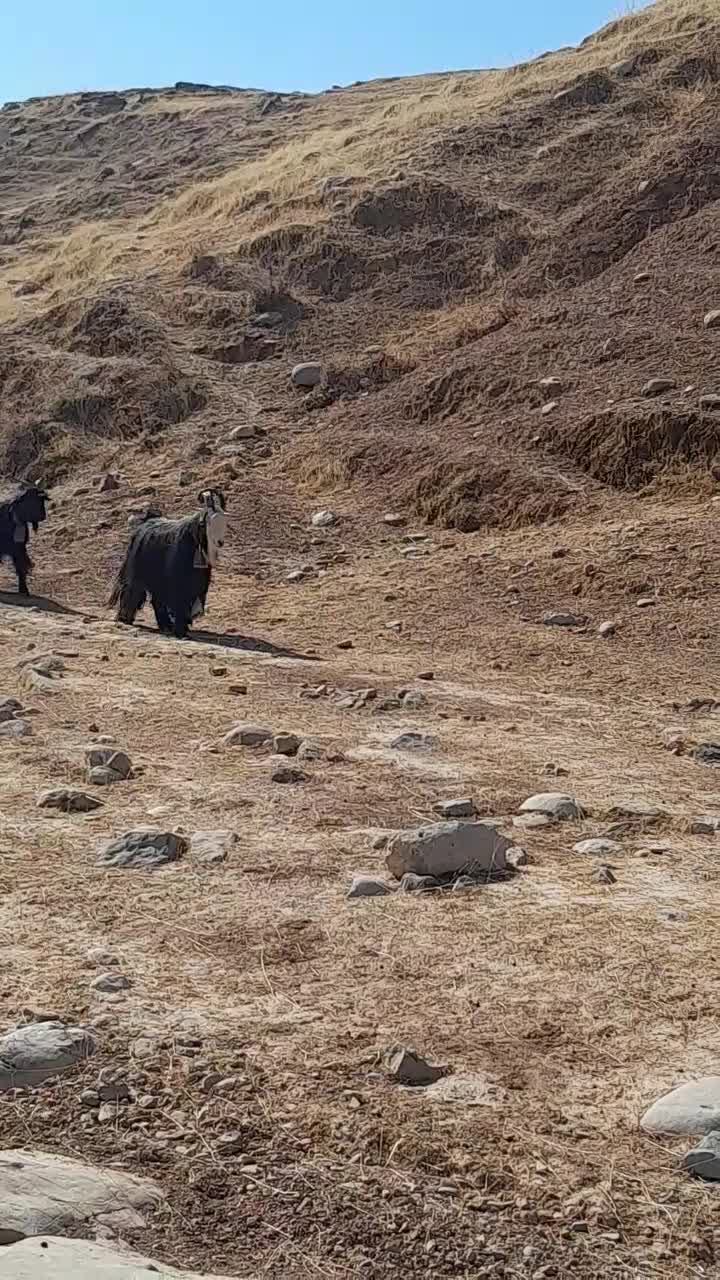 بَعده جلورو گَله|حیوانات مزرعه|گتوند, |دیوار