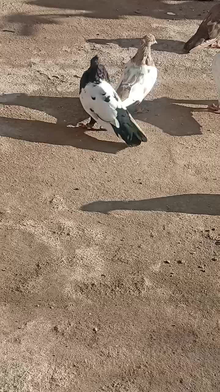 المانی|پرنده|نیشابور, مازول|دیوار