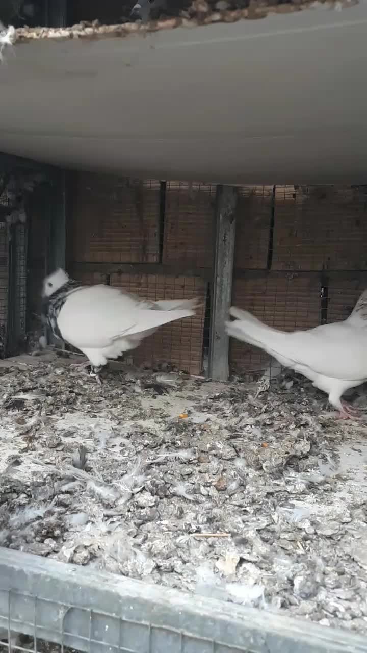 نر ماده طوقی|پرنده|بهبهان, |دیوار