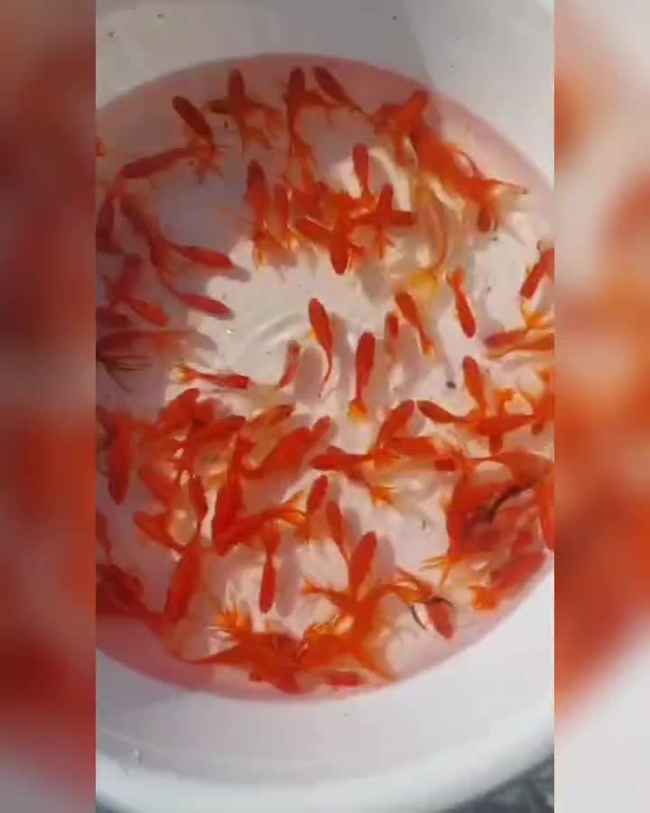 فروش ماهی قرمز گلدفیش|ماهی|سنگر, |دیوار