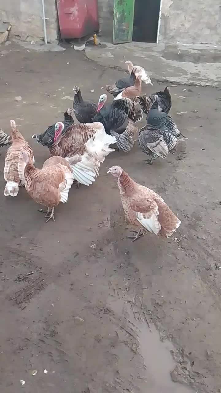 فروش 11عدد بوقلمون|حیوانات مزرعه|پیرانشهر, |دیوار