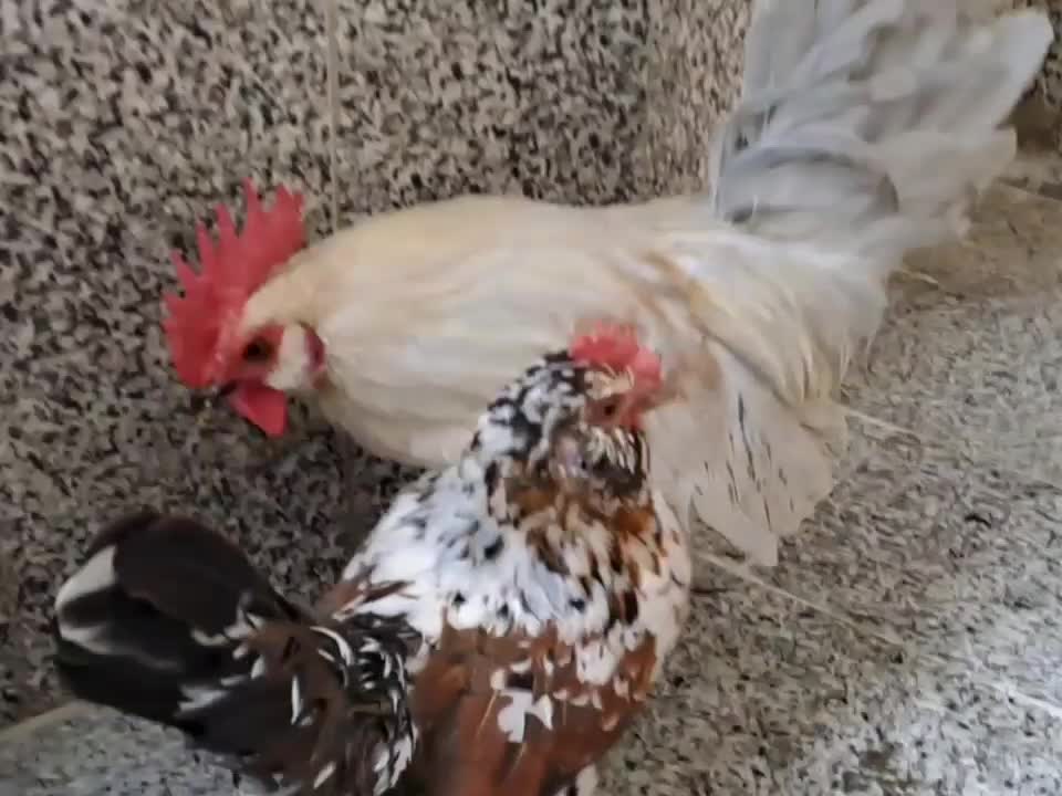 تخم یوسل بلژیکی|حیوانات مزرعه|قم, شهرک سازمان آب|دیوار