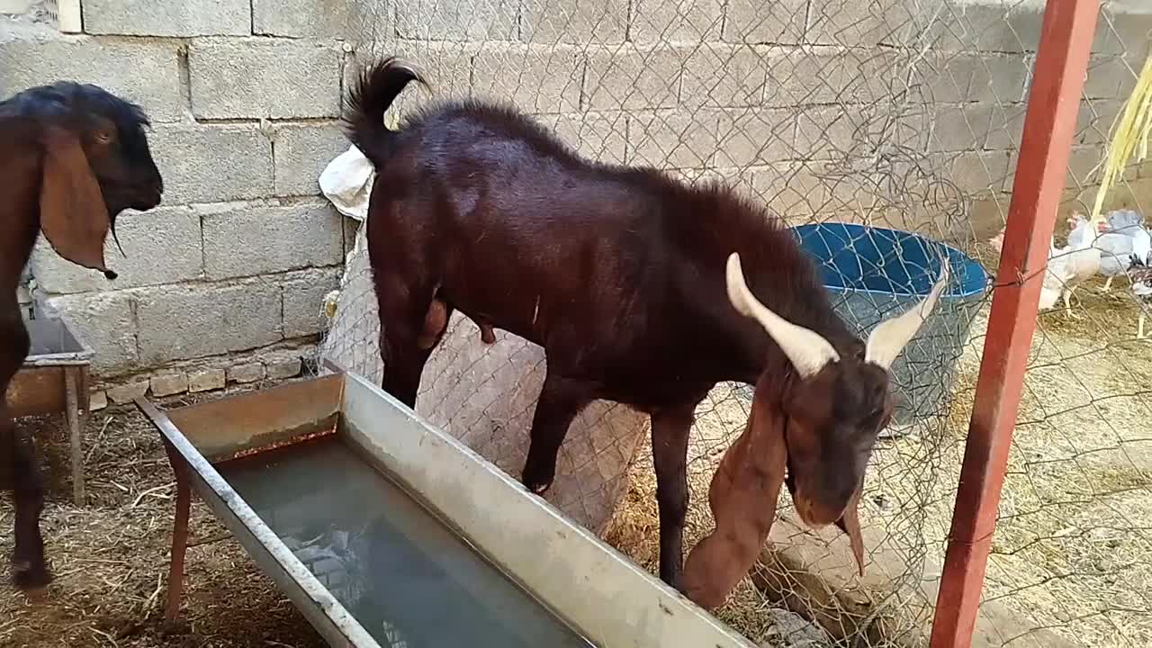 بز نر پاکستانی در شادگان|حیوانات مزرعه|شادگان, |دیوار