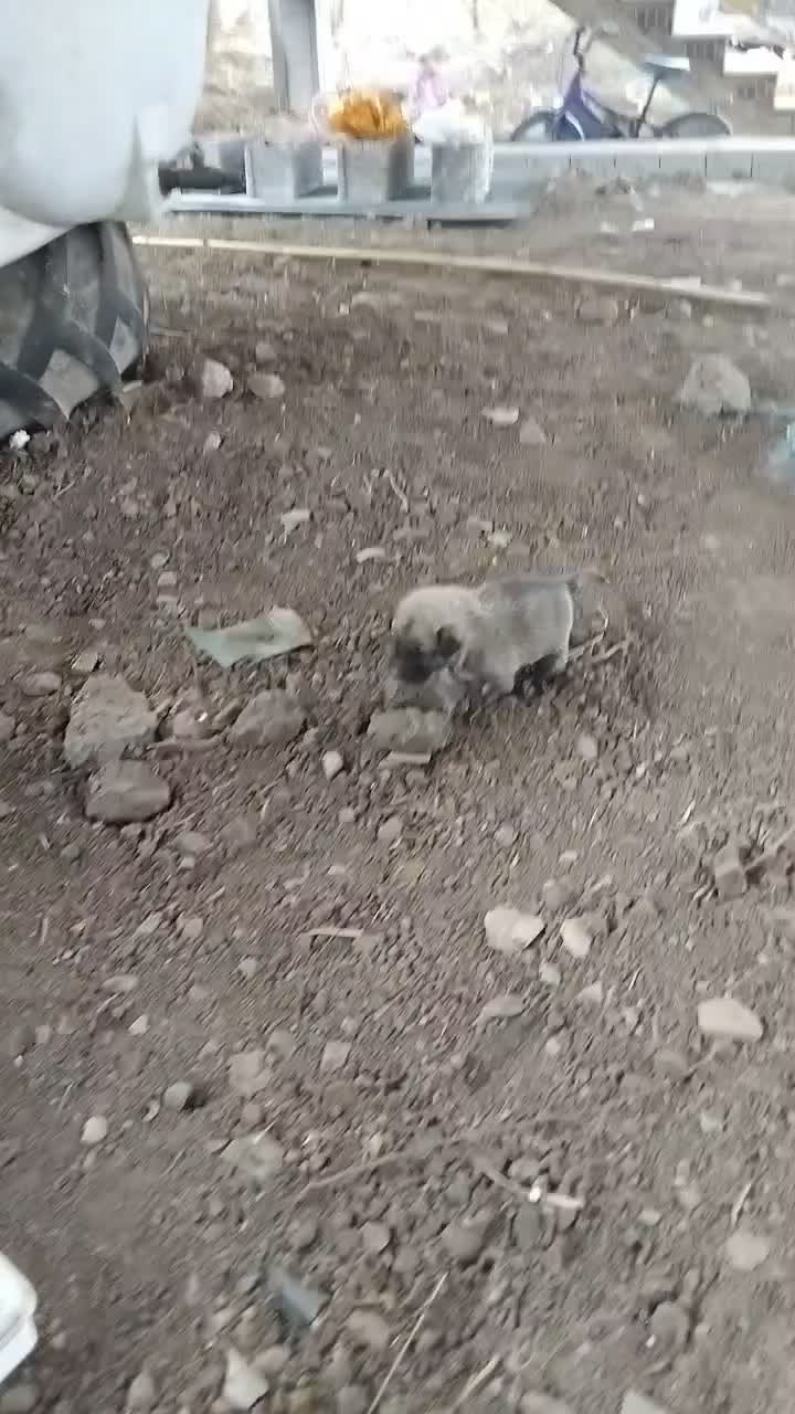 واگذاری سگ سرابی|سگ|توتکابن, |دیوار