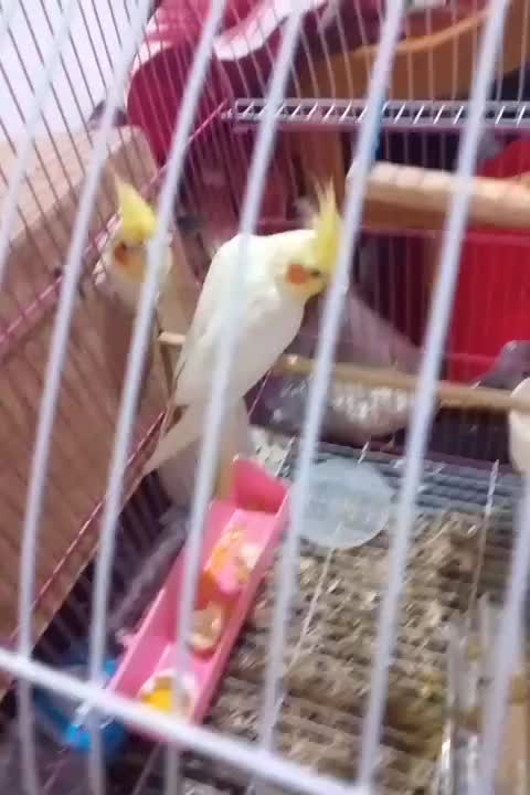 جفت‌ عروس هلندی چشم شرابی   مولد|پرنده|شوش, |دیوار