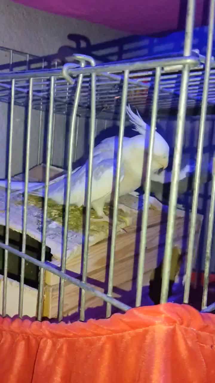 عروس هلندی ( نر )|پرنده|هشتگرد, شهرک ولیعصر (مهستان)|دیوار