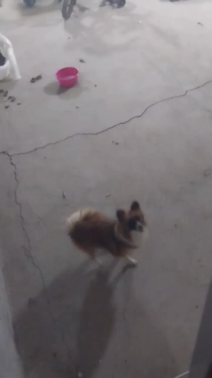 سگ خوب ماده|سگ|زرندیه, |دیوار