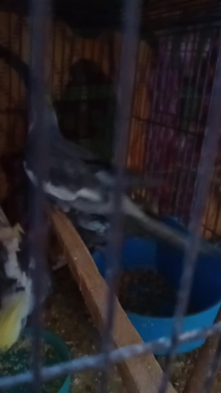 عروس هلندی|پرنده|قم, شهرک امام حسین|دیوار