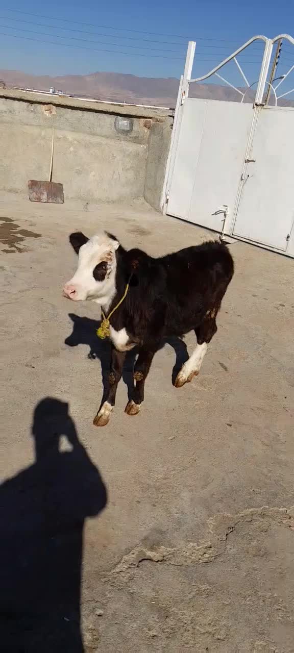 گوساله ماده|حیوانات مزرعه|بیلوار, |دیوار