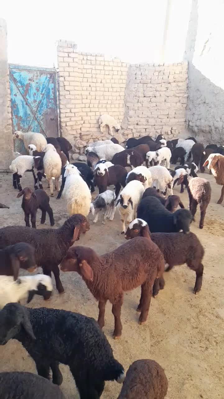 ۶۰ راس میش و بره|حیوانات مزرعه|بیجار, |دیوار