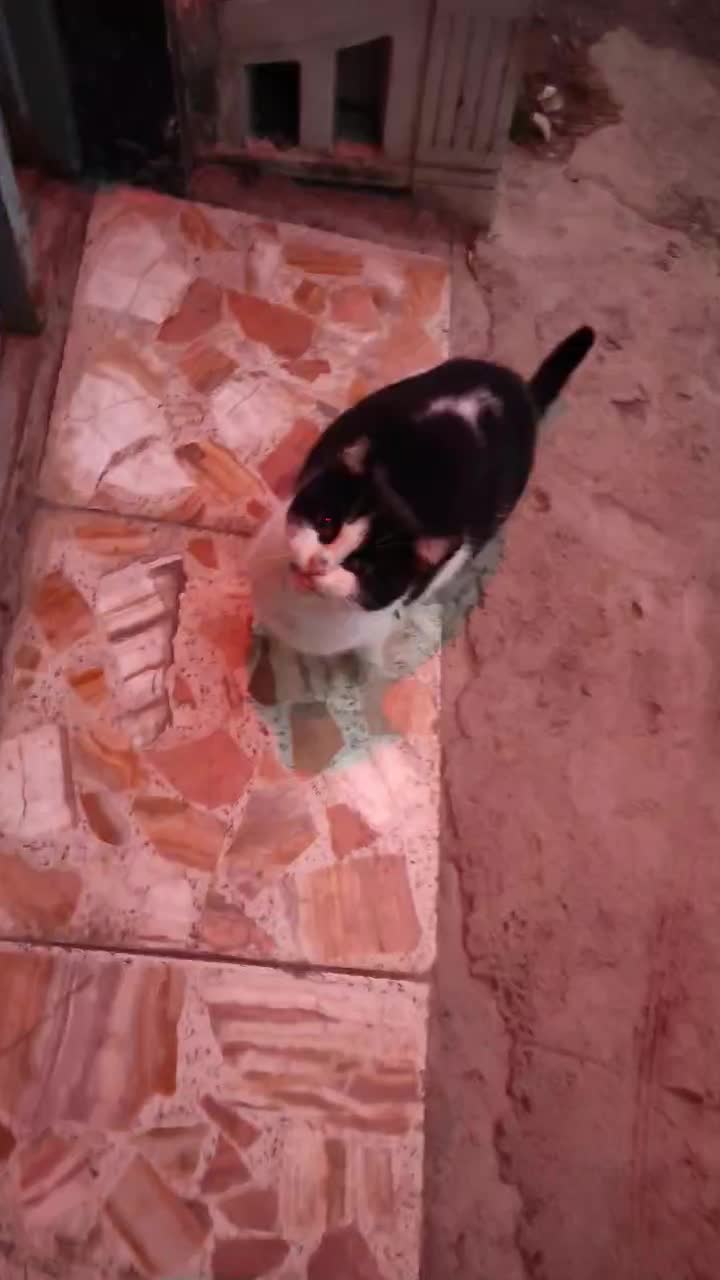 امداد گربه باردار|گربه|آستانه اشرفیه, |دیوار
